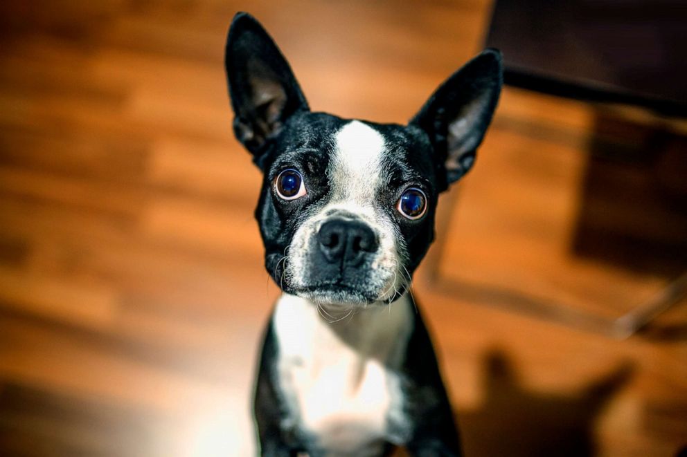 PHOTO: In this undated file photo, a Boston terrier is shown. 