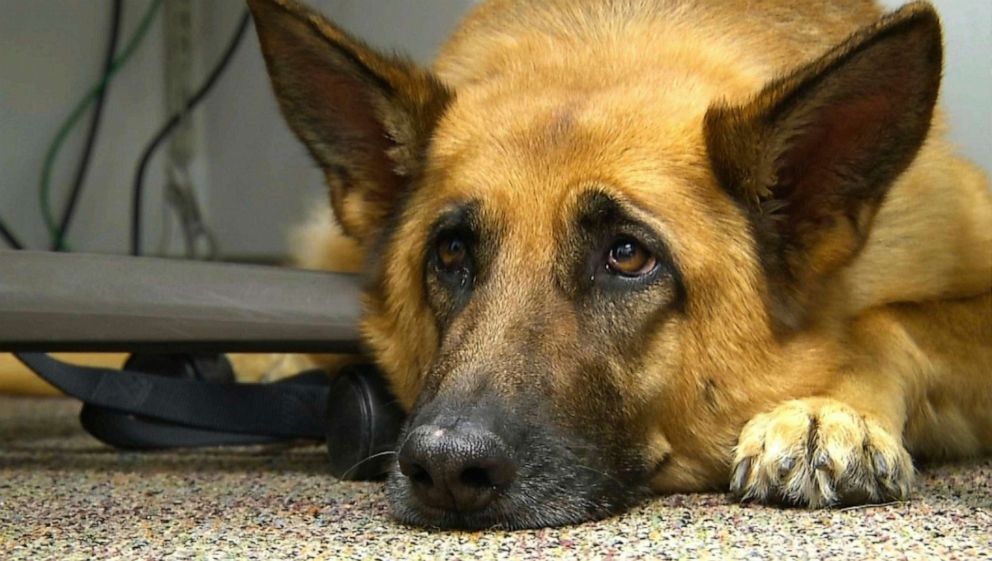 PHOTO: This Feb. 18, 2014, file photo shows Lexy, a therapy dog at Fort Bragg, N.C. 