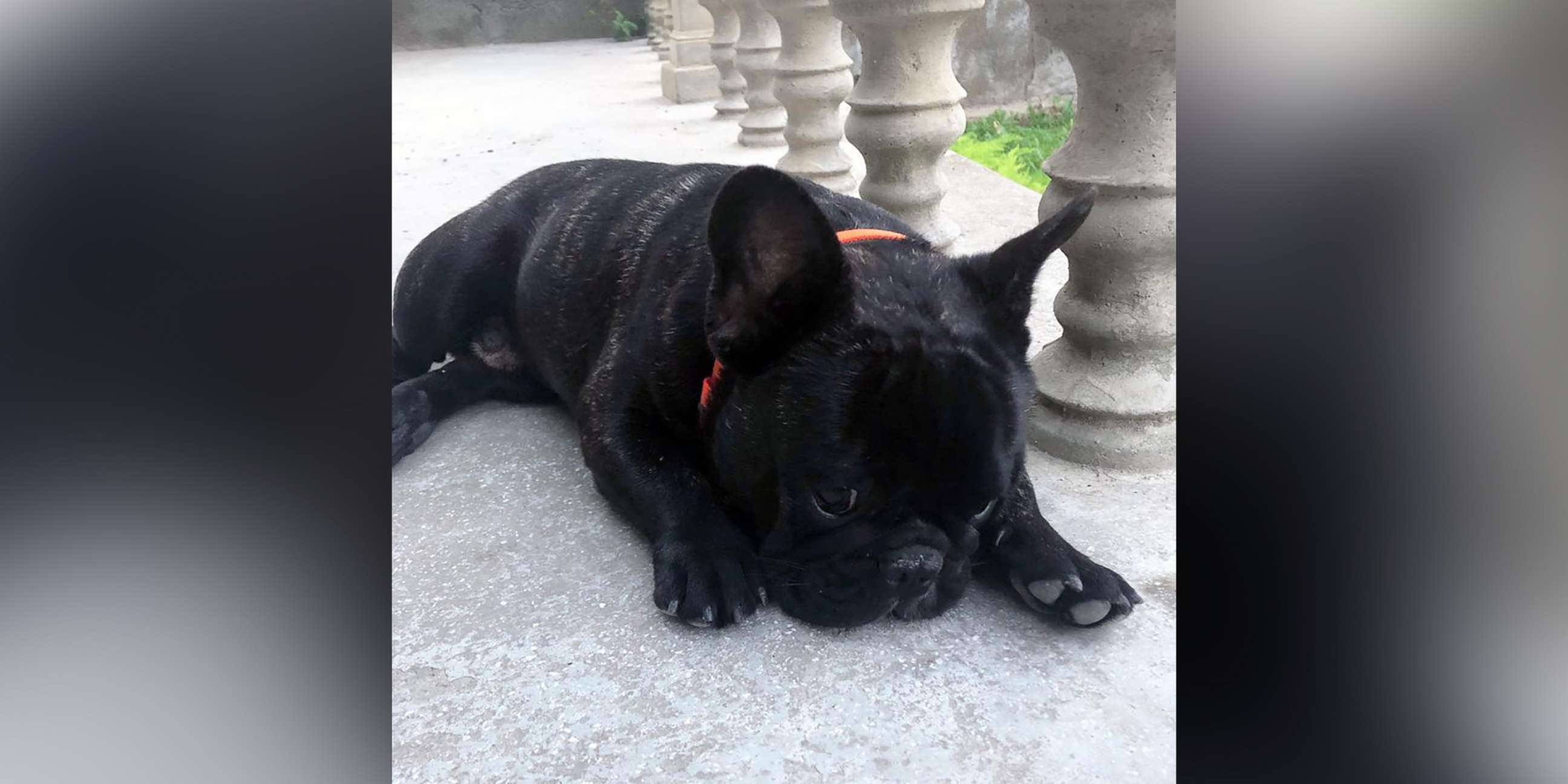 PHOTO: A six-year-old French bulldog named "Roger" died on a flight from Amsterdam to Boston, July 26, 2019.