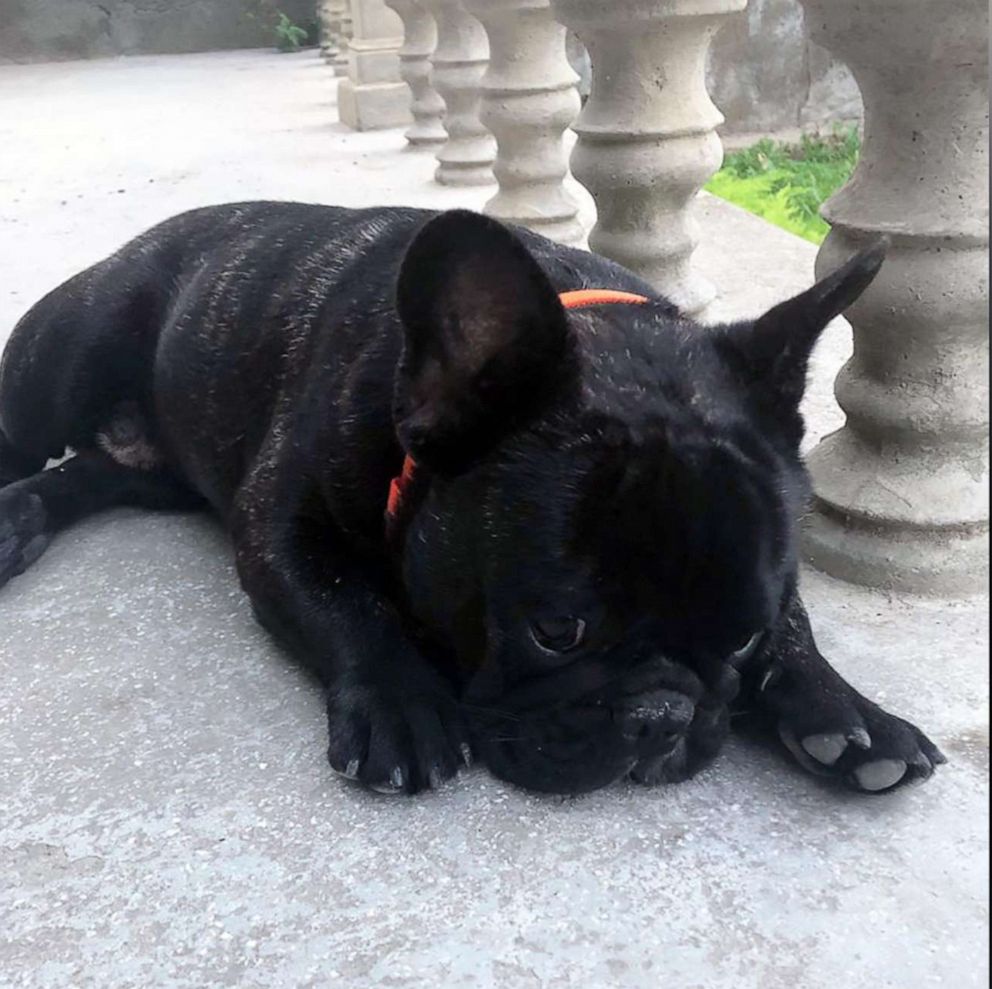 six month old french bulldog