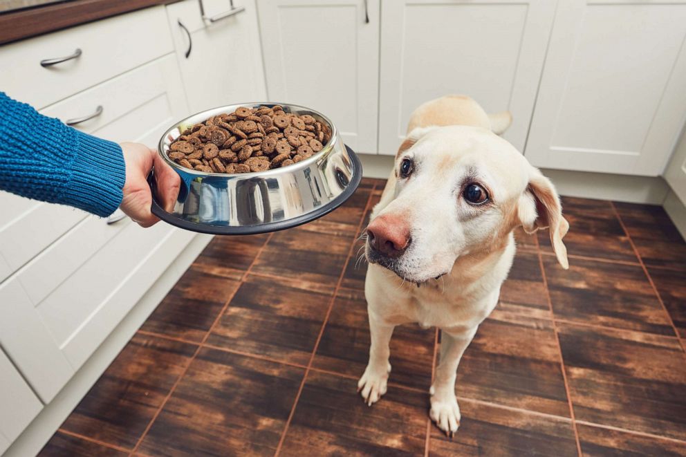 PHOTO: In this undated stock photo, a dog is being served dry dog food.
