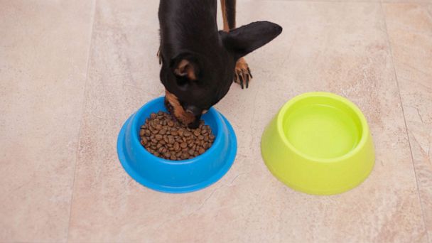 rachael ray just 6 dog food recall