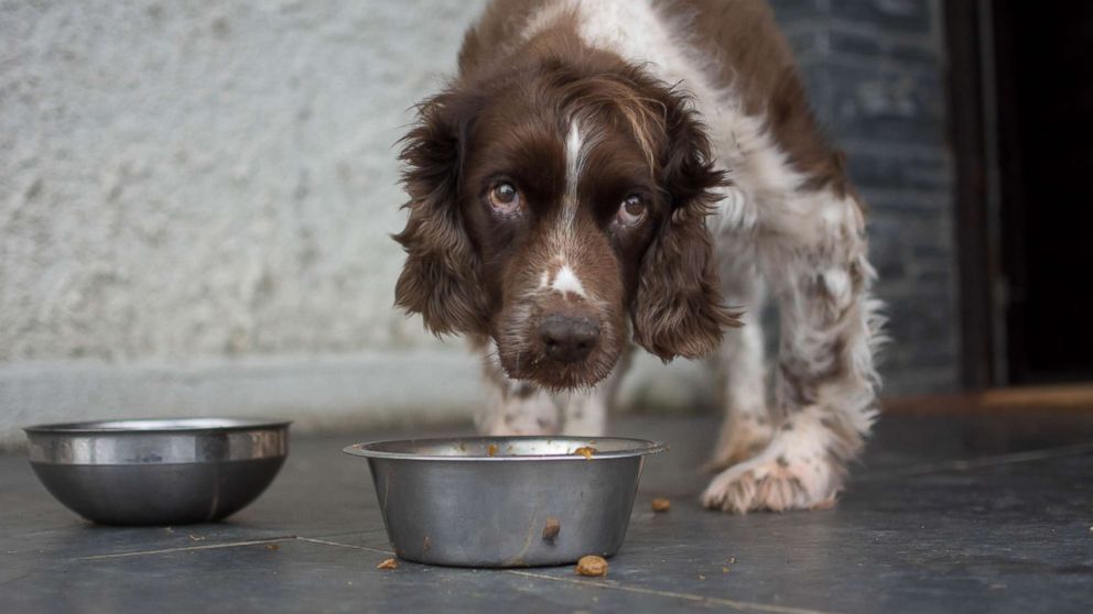 PHOTO: A dog hovers over its food in an undated stock photo.