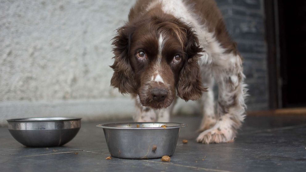 vitamin d dog food