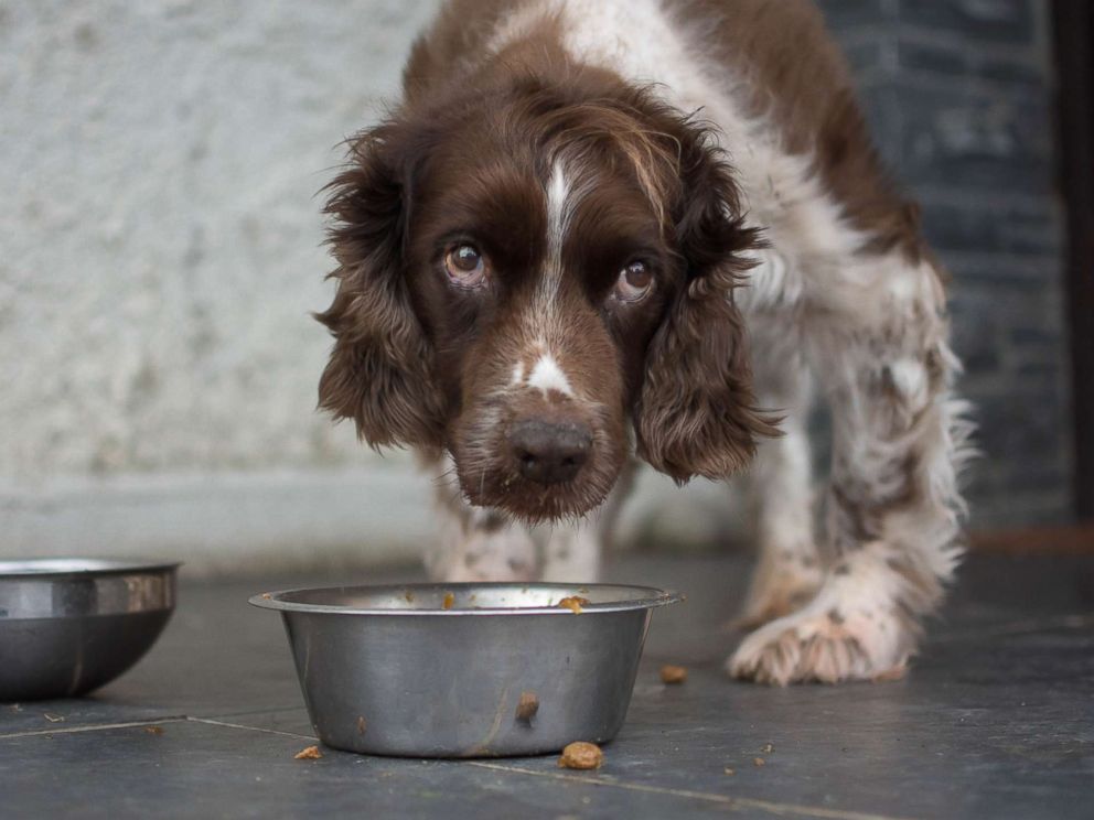 PHOTO: A dog hovers over its food in an undated stock photo.
