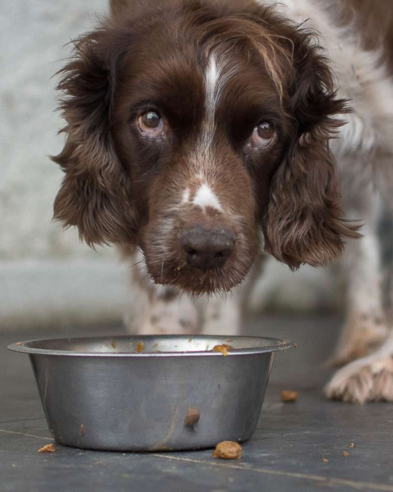 list of recalled dog food for vitamin d