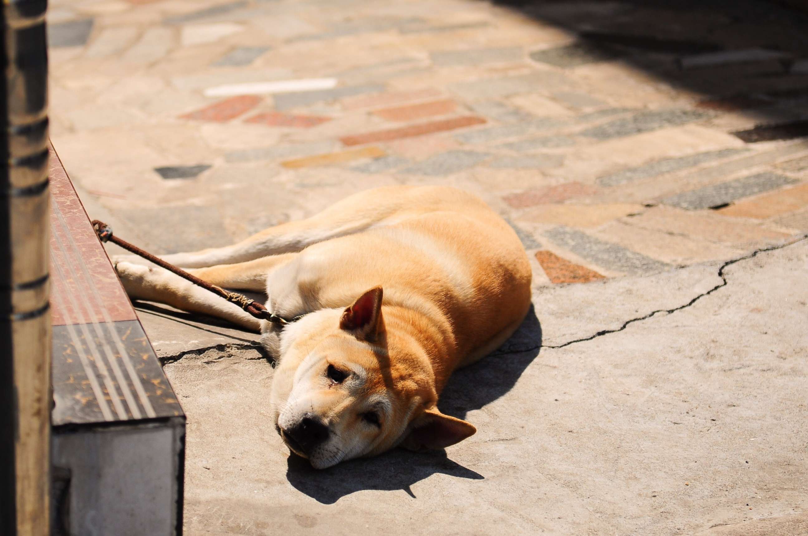 PHOTO: A dog lies down in an undated stock photo.