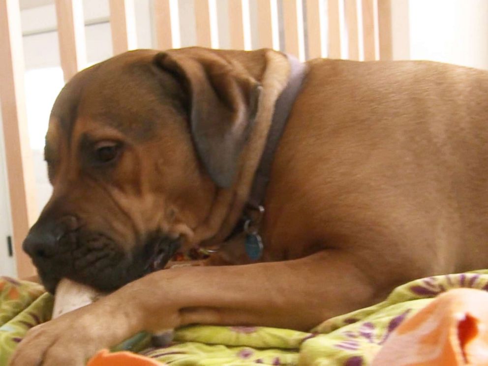PHOTO: A Wisconsin woman, Lynn Sarver, woke up on Tuesday to find her guard dog, Benton, laid with a stranger.
