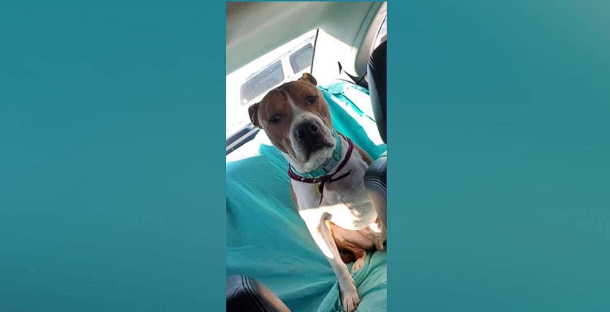 PHOTO: This stolen dog was transported 2,000 miles back to its family.