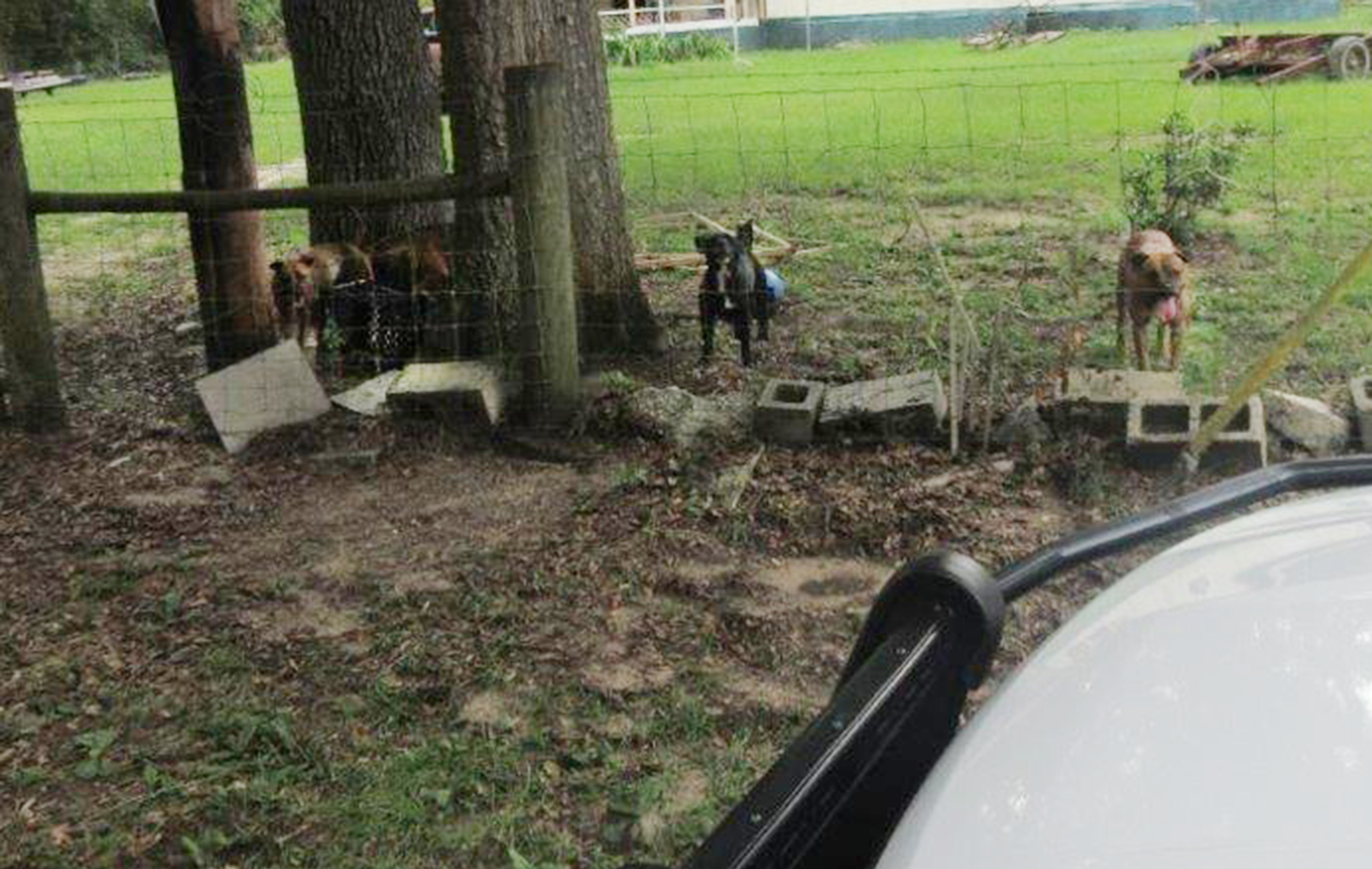 PHOTO: This photo released by the Putnam County Sheriff's Office shows dogs that were allegedly involved in a deadly attack on a U.S. Postal Service worker in the Interlachen Lake Estates area of Putnam County, Fla., on Aug. 21, 2022.