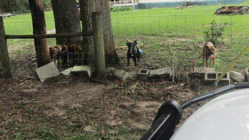 PHOTO: This photo released by the Putnam County Sheriff's Office shows dogs that were allegedly involved in a deadly attack on a U.S. Postal Service worker in the Interlachen Lake Estates area of Putnam County, Fla., on Aug. 21, 2022.