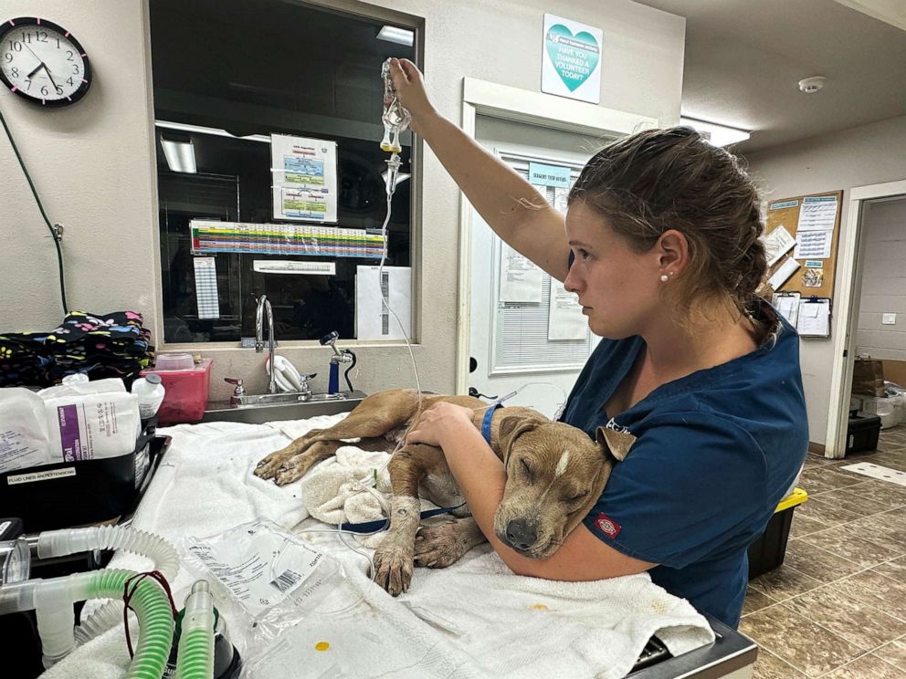 PHOTO: An injured dog is treated at Maui Humane Society in Lahaina, Hawaii.