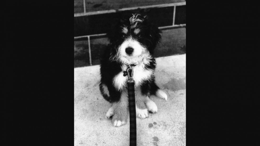 Emotional support dog shop on american airlines