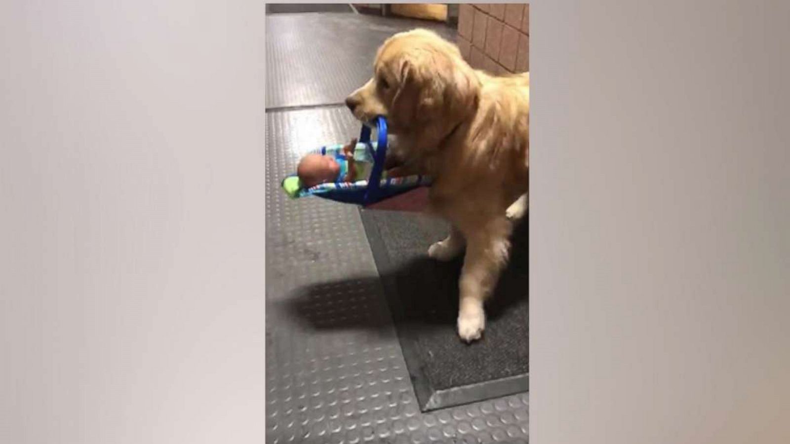 Jays give homerun treatment to Benji, senior dog mauled in Vaughan park