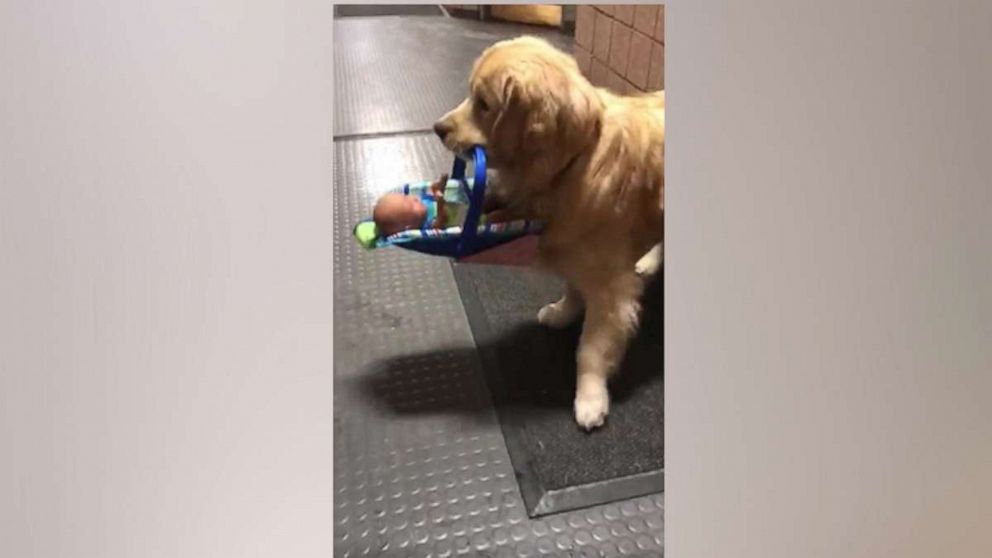 PHOTO: A golden retriever at the Franklin Police Department carries a toy.