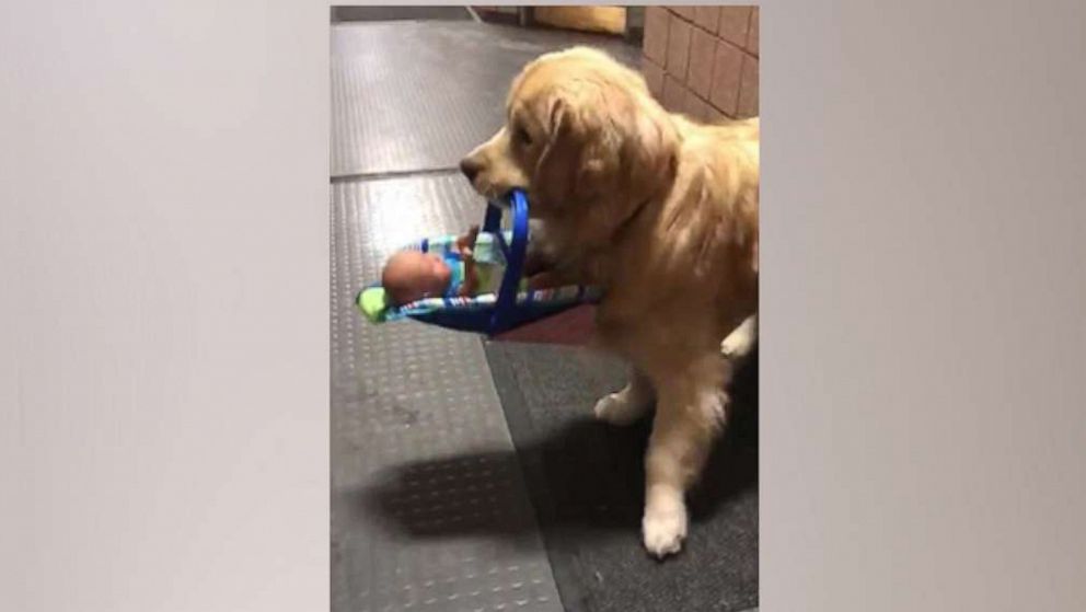 PHOTO: A golden retriever at the Franklin Police Department carries a toy.