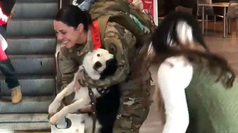 VIDEO:  Dog greets soldier with unbelievable reaction