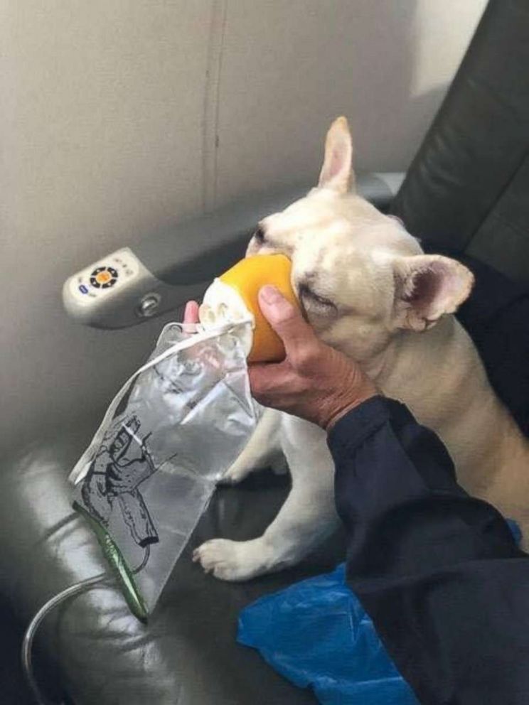 Darcy, the French bulldog owned by Steven and Michele Burt of Westminster, Mass., receives oxygen on a JetBlue flight Thursday, July 5, 2018.