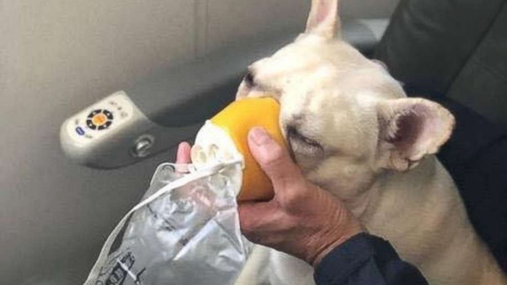 VIDEO: Flight crew uses oxygen mask to save dog mid-flight