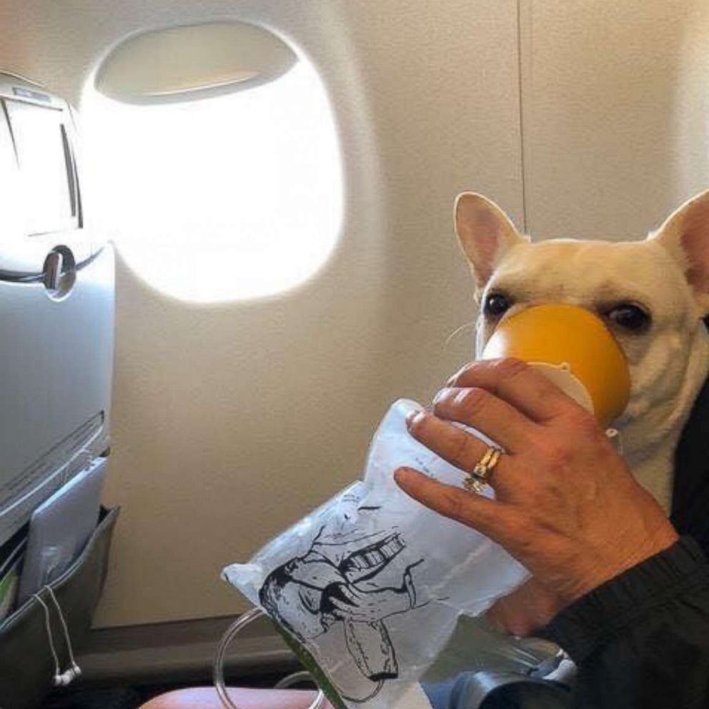 Darcy, the French bulldog owned by Steven and Michele Burt of Westminster, Mass., receives oxygen on a JetBlue flight Thursday, July 5, 2018.