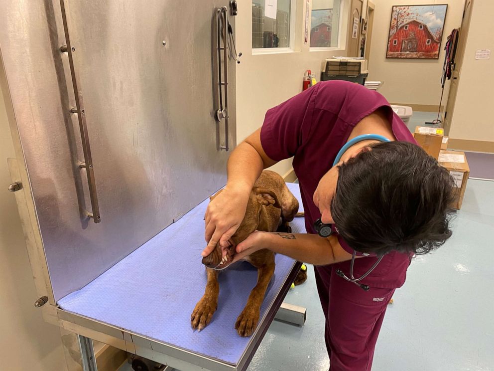 PHOTO: Yarleen Rodriguez, Big Dog Ranch Rescue veterinary clinic manager, treats Miracle.