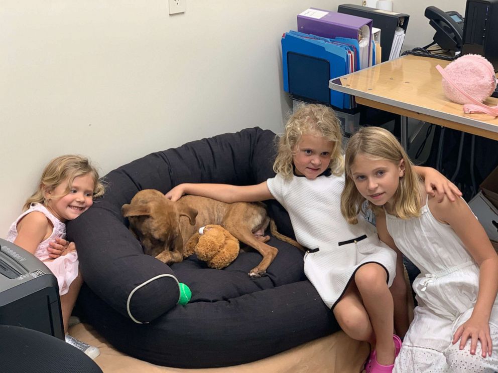 PHOTO: Clare Beaty, 3, Kate Beaty, 5, Jayne Beaty, 8, take a photo with Miracle. The dog was found in rubble in Bahamas after Hurricane Dorian. The Beatys of Florida adopted him.