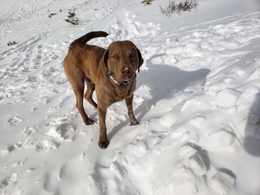 PHOTO: A dog named Apollo who was rescued from an avalanche by two passersby on Bethoud Pass in Colorado on December 26, 2021.