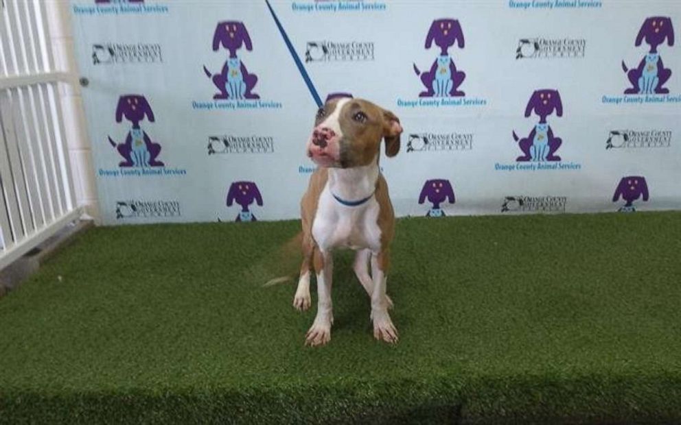 PHOTO: The Orange County Sheriff’s Office in Florida received a call from a witness who found a dog that had been abandoned near a bridge after reportedly being thrown from a moving car and flagged down police for help on Wednesday, Sept. 21, 2022.