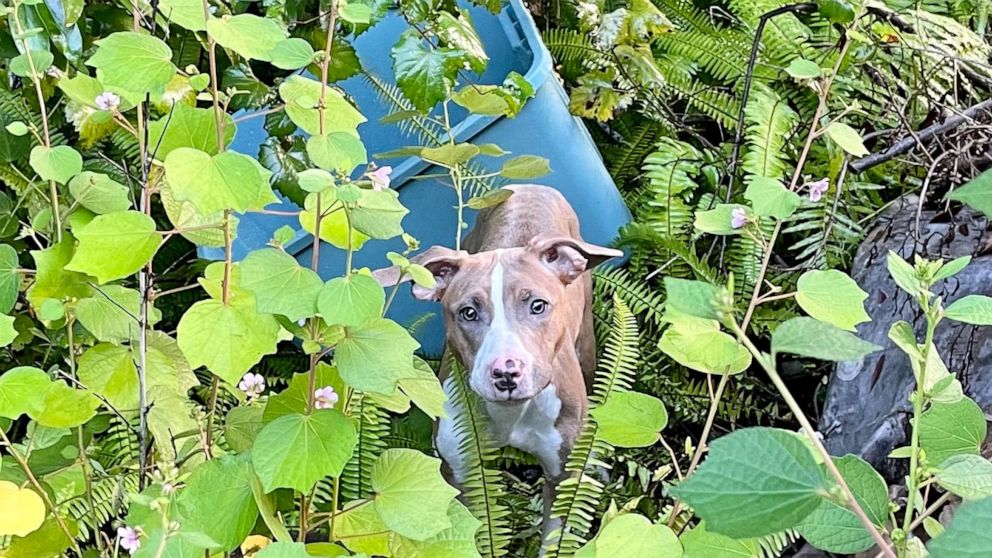 PHOTO: The Orange County Sheriff’s Office in Florida received a call from a witness who found a dog that had been abandoned near a bridge after reportedly being thrown from a moving car and flagged down police for help on Wednesday, Sept. 21, 2022.