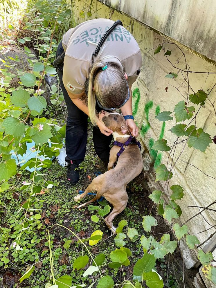 PHOTO: The Orange County Sheriff’s Office in Florida received a call from a witness who found a dog that had been abandoned near a bridge after reportedly being thrown from a moving car and flagged down police for help on Wednesday, Sept. 21, 2022.