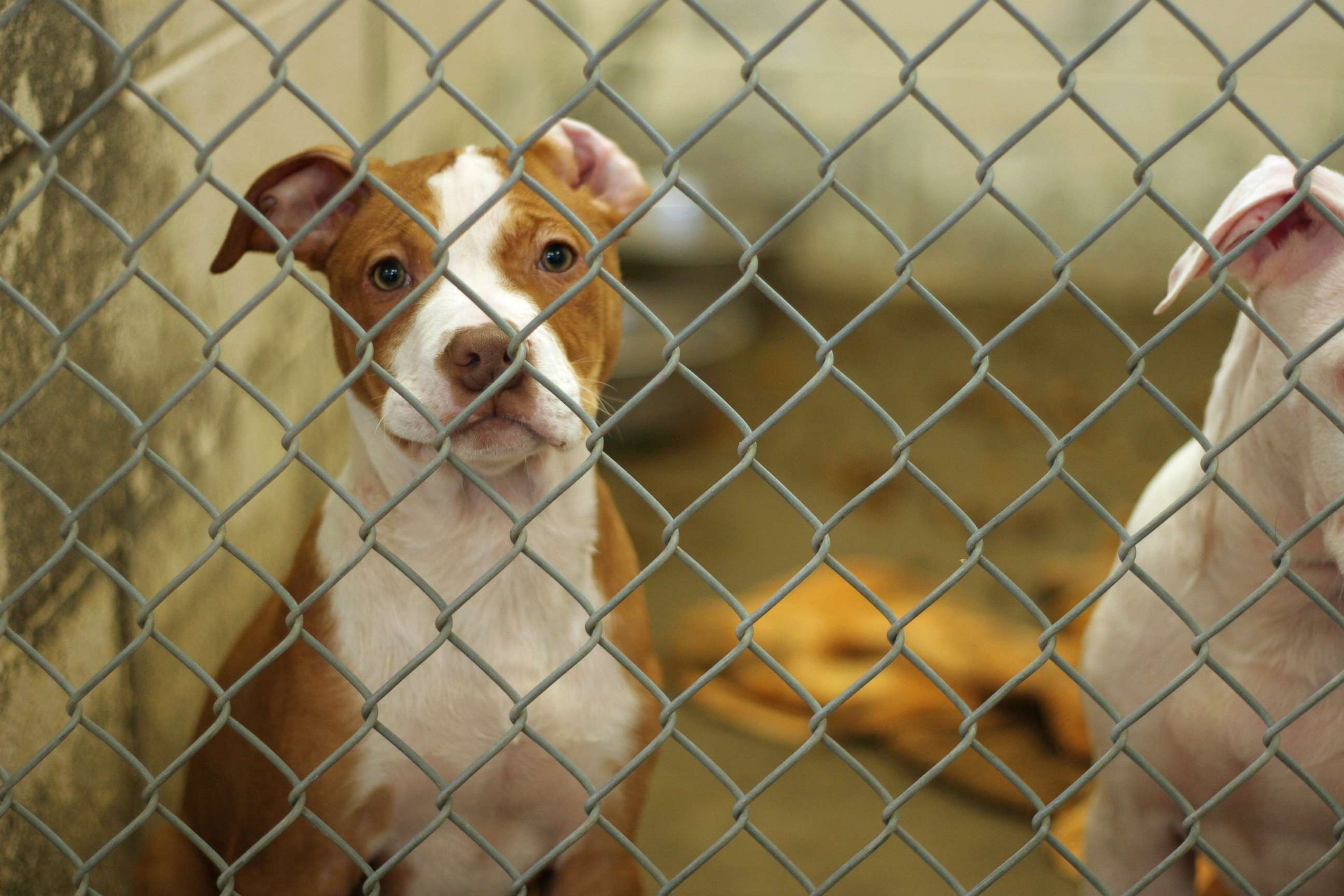 PHOTO: In this undated file photo, a dog eagerly awaits adoption from the animal shelter.