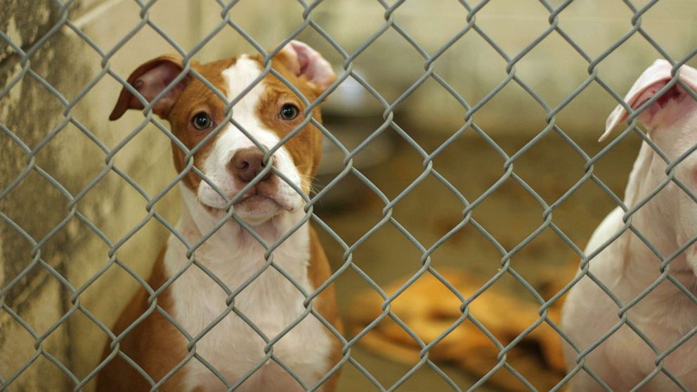 Delaware becomes first no-kill state for animal shelters