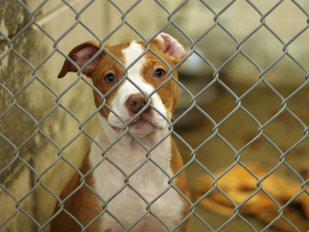 No Kill Animal Shelter Near Me For Dogs