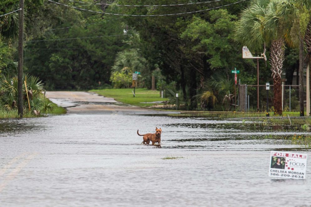 PHOTO: A dog stands in the middle of a flooded road in in Steinhatchee, Florida, on July 7, 2021, after Tropical Storm Elsa made landfall nearby.