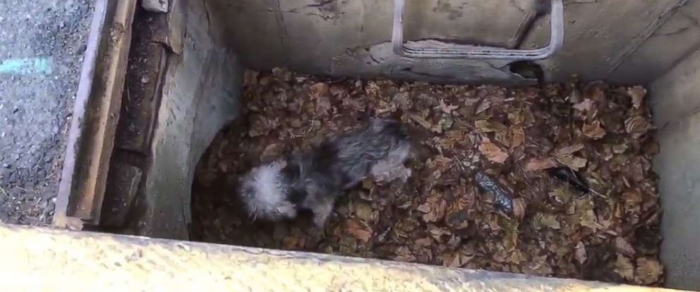 Dog named Toto rescued from storm drain after being missing for 3 days ...