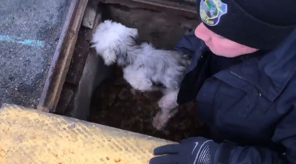 PHOTO: Police rescue a small dog that had been missing for 3 days in Rockland County, New York.