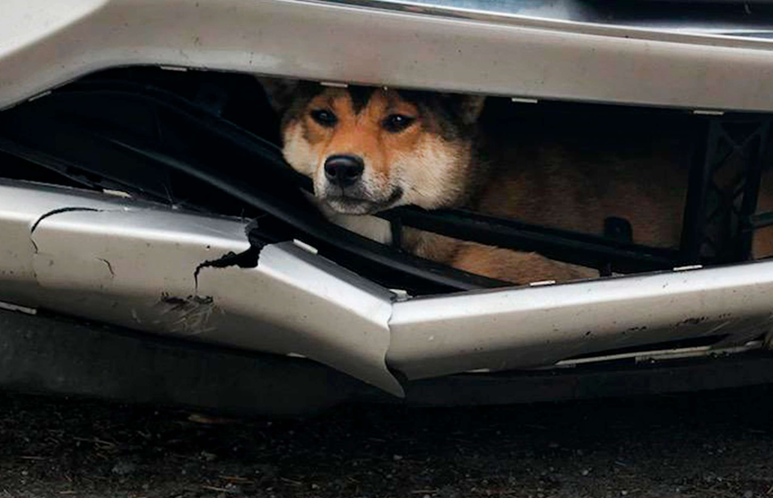PHOTO: Coco, a Shiba inu, is pictured while trapped inside the bumper of a car after it was struck by a driver in upstate New York, Oct. 28, 2019.