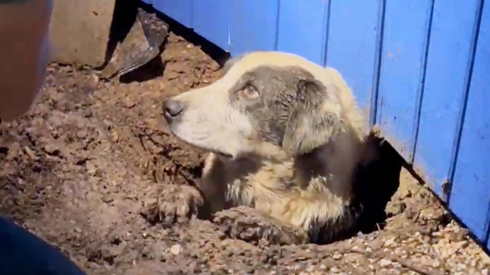 ABC News crew helps rescue trapped dog in tornado-ravaged Texas