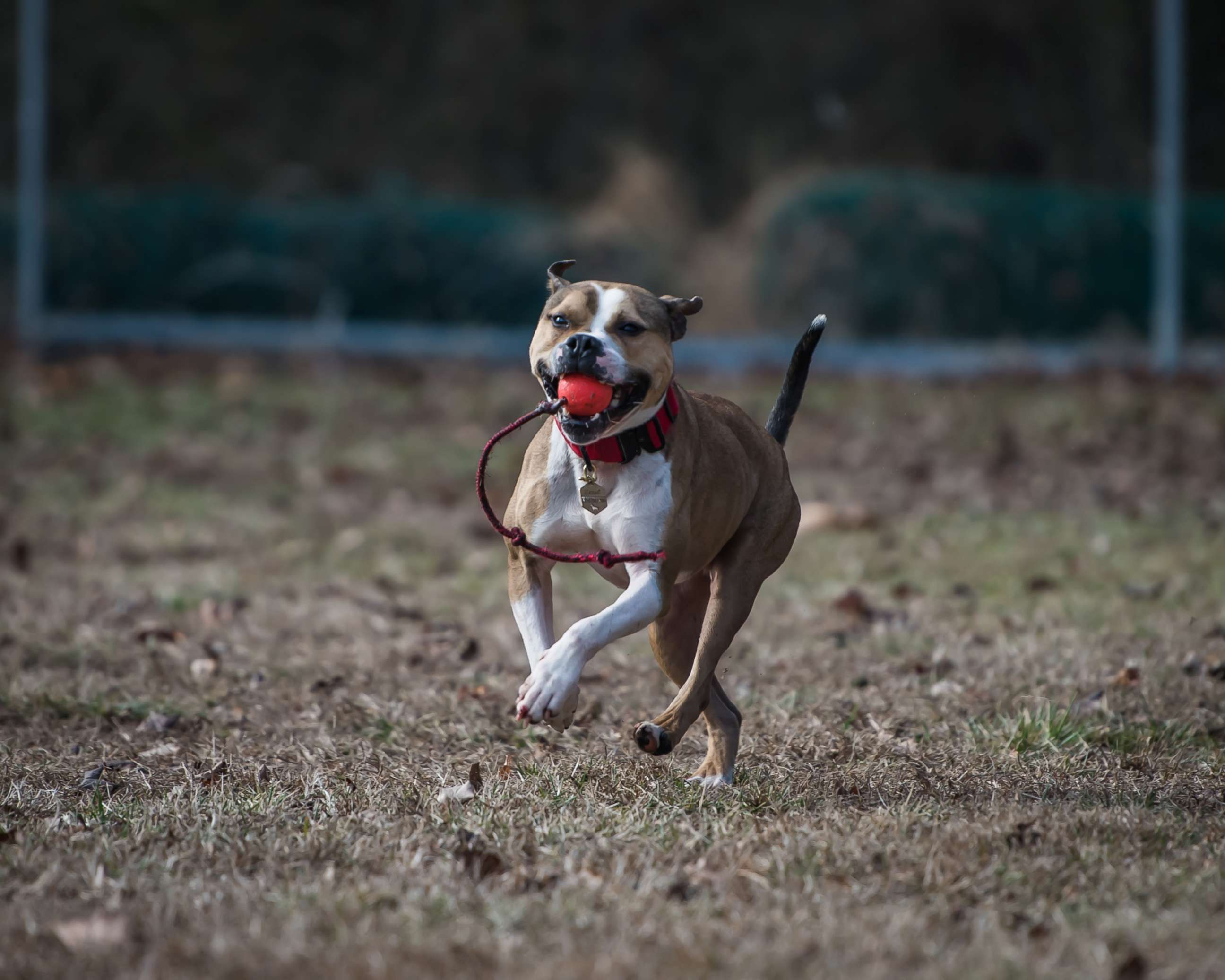 PHOTO:  Millville firefighter Tyler VanLeer's  pit bull arson detection K-9 Hansel is seen here.