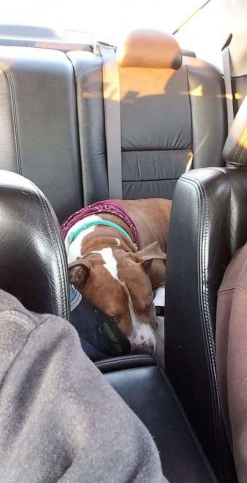 PHOTO: This stolen dog was transported 2,000 miles back to its family.