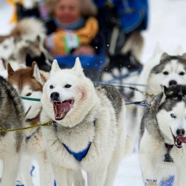 The Iditarod is a 1,000-mile race held annually in Alaska. Some argue that the race is a form of animal abuse.