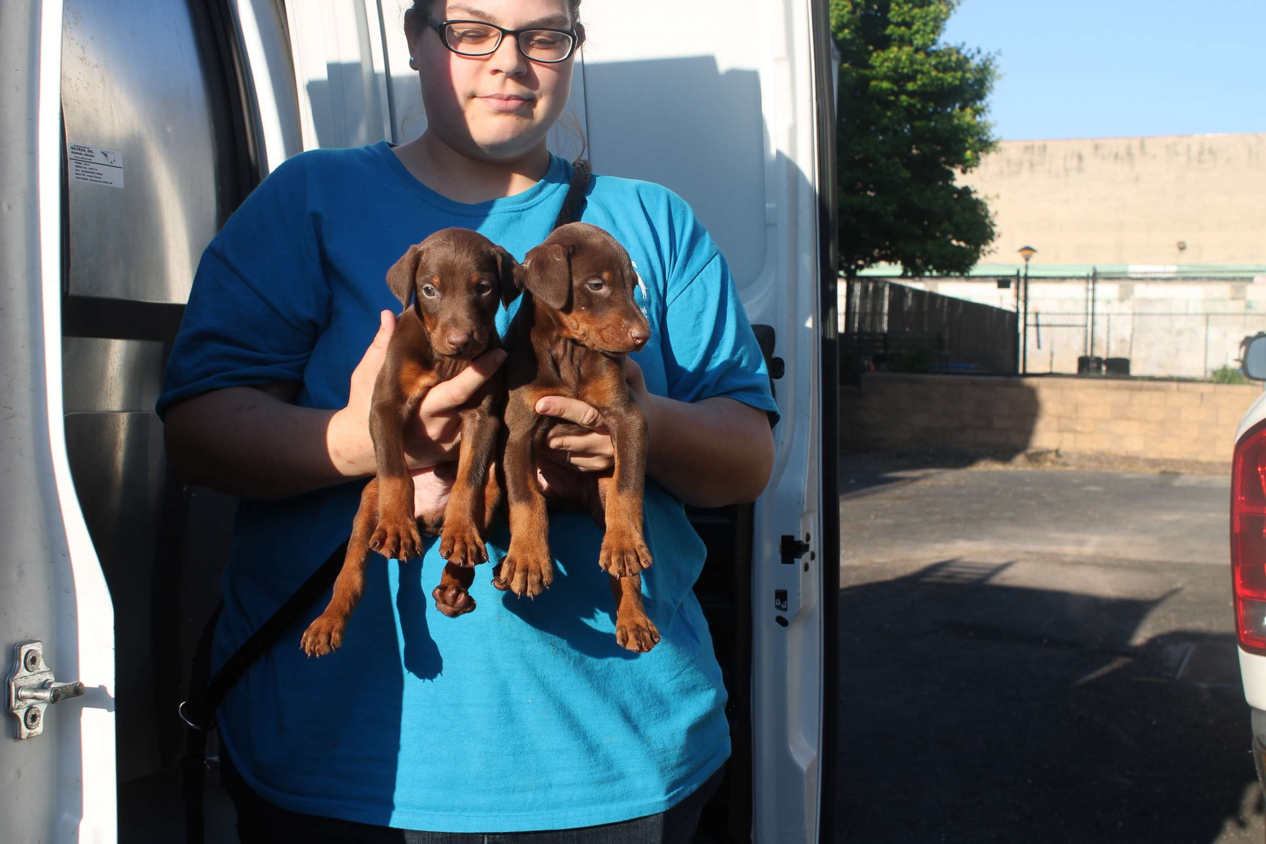 PHOTO: Two 6-week-old Doberman Pinscher puppies were among 15 dogs seized from an unlicensed breeder in County, Pennsylvania, after at least three were illegally debarked. 