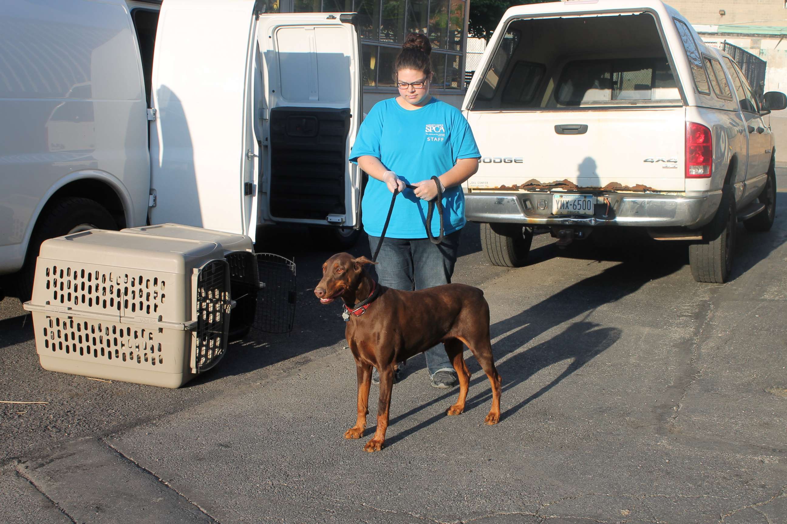 PHOTO: An adult Doberman Pinscher was among 15 dogs seized from an unlicensed breeder in County, Pennsylvania, after at least three were illegally debarked. 