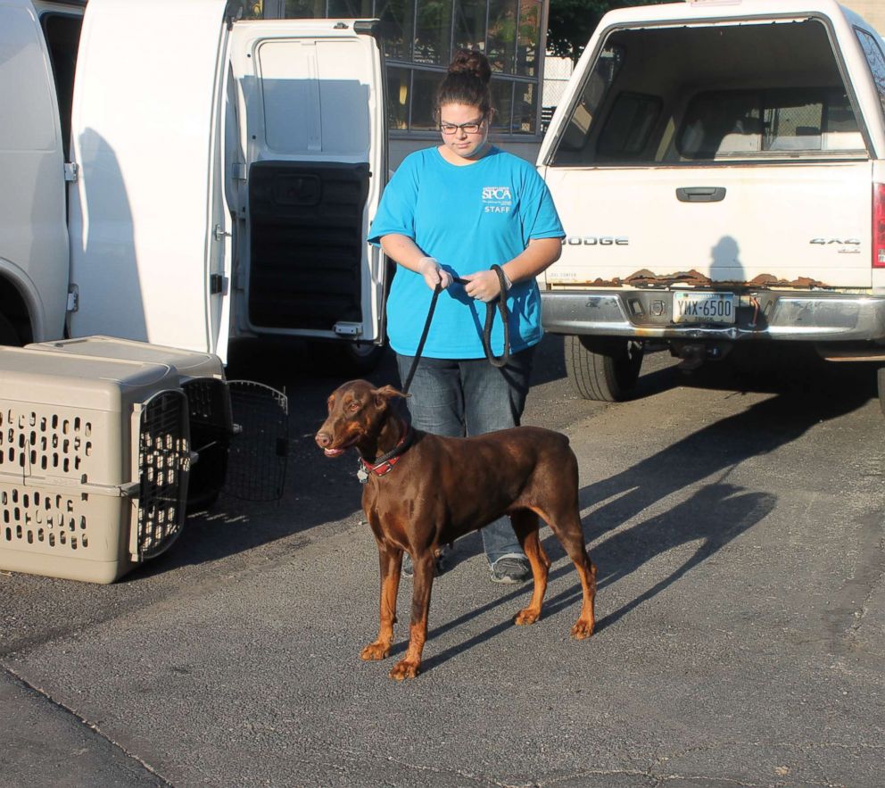 PHOTO: An adult Doberman Pinscher was among 15 dogs seized from an unlicensed breeder in County, Pennsylvania, after at least three were illegally debarked.