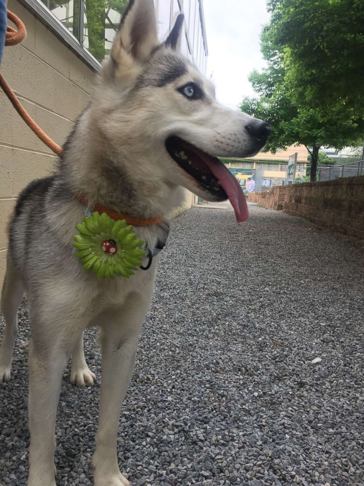 PHOTO: Rosella the Siberian Husky was one of 15 dogs seized from an unlicensed breeder in Lancaster County, Pennsylvania, after at least three were illegally debarked.
