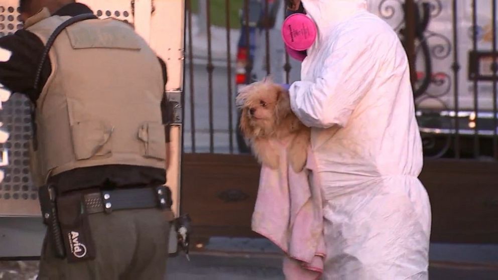 PHOTO: Officials removed 136 dogs from a home in Orange, Calif., on Thursday, May 30, 2019, after receiving an anonymous tip about animal cruelty.