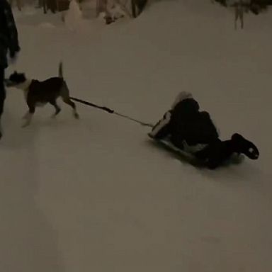 A very strong dog, named Stella, takes her pal sledding ride through the streets of Long Island after this week’s snowfall.