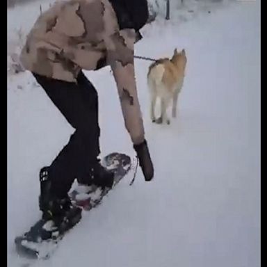 A husky helps its owner snowboard down a driveway to collect the mail.