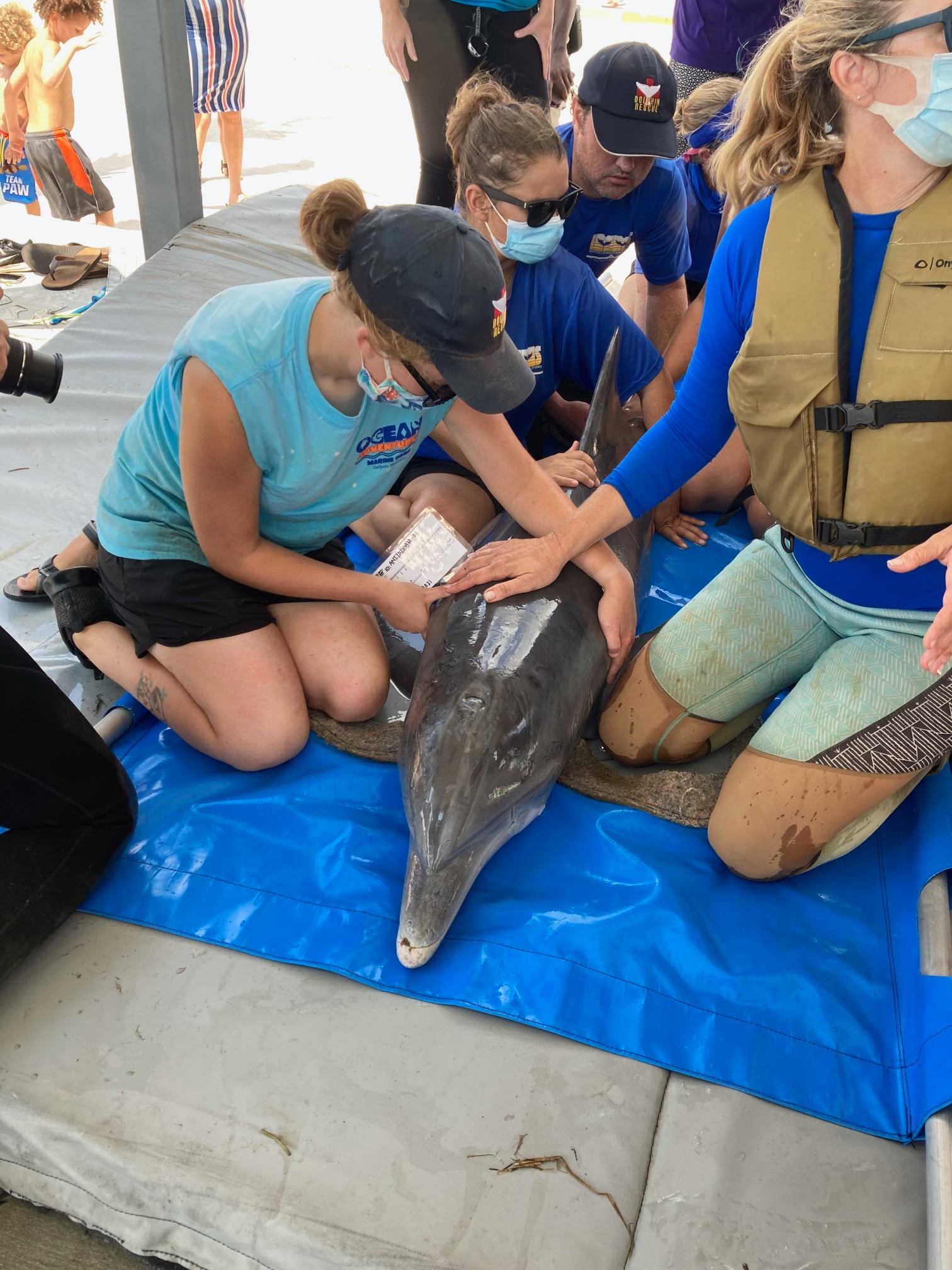 PHOTO: A young male bottlenose dolphin was rescued from a retention pond in Slidell, La. and released back into the Gulf, Sept. 5, 2021.