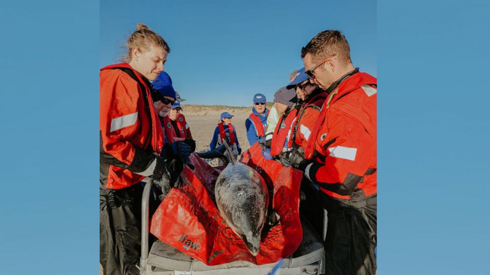 PHOTO: The International Fund for Animal Welfare's Cape Cod rescue team saved trapped dolphins.